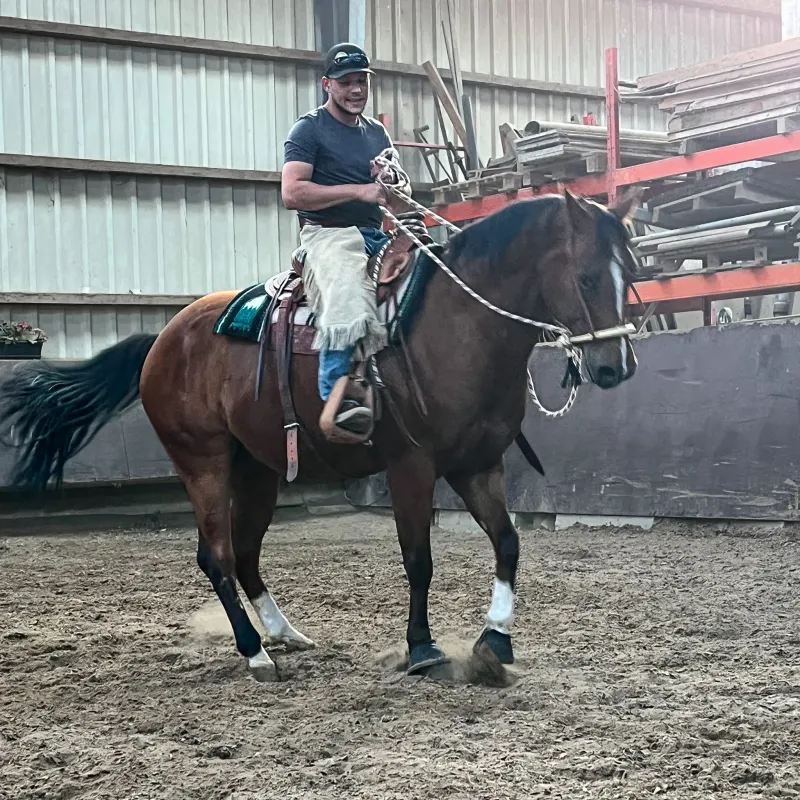 Junges Pferd beim Training in der Halle