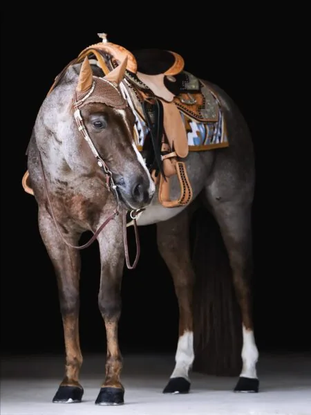 Quarter Horse mit gesatteltem Westernsattel unter Bäumen